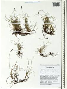 Carex rupestris All., Eastern Europe, Northern region (E1) (Russia)