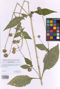 Dipsacus pilosus L., Eastern Europe, Moscow region (E4a) (Russia)