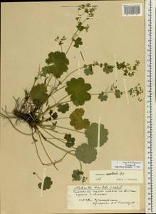 Alchemilla monticola Opiz, Eastern Europe, Central region (E4) (Russia)