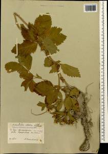 Potentilla elatior Willd. ex Schltdl., Caucasus, South Ossetia (K4b) (South Ossetia)