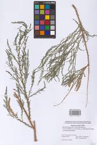 Tamarix gracilis Willd., Eastern Europe, Eastern region (E10) (Russia)