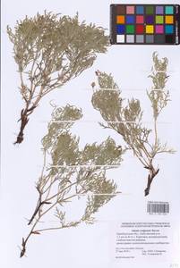 Adonis volgensis DC., Eastern Europe, Eastern region (E10) (Russia)