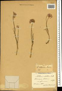 Allium rubellum M.Bieb., Caucasus, Azerbaijan (K6) (Azerbaijan)