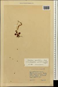 Umbilicus oppositifolius (Ledeb.) Ledeb., Caucasus, Krasnodar Krai & Adygea (K1a) (Russia)
