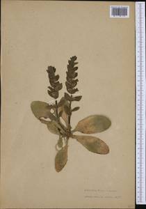 Ajuga pyramidalis L., Western Europe (EUR) (Finland)