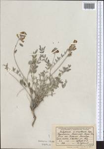 Hedysarum wrightianum Aitch. & Baker, Middle Asia, Kopet Dag, Badkhyz, Small & Great Balkhan (M1) (Turkmenistan)