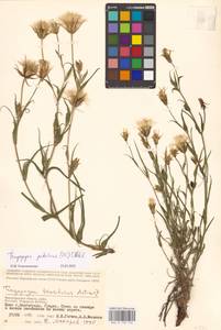 Tragopogon podolicus Besser ex DC., Eastern Europe, Lower Volga region (E9) (Russia)