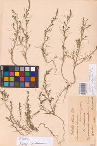 Salsola collina Pall., Eastern Europe, Moscow region (E4a) (Russia)