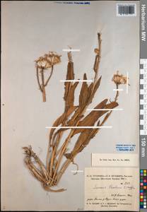 Senecio paulsenii O. Hoffm. ex Paulsen, Middle Asia, Pamir & Pamiro-Alai (M2) (Tajikistan)