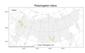 Potamogeton × nitens Weber, Atlas of the Russian Flora (FLORUS) (Russia)