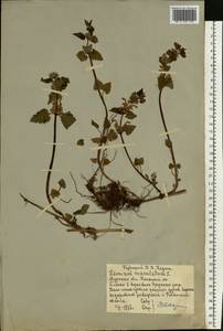 Lamium maculatum (L.) L., Eastern Europe, Central forest-and-steppe region (E6) (Russia)