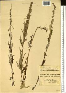 Artemisia selengensis Turcz. ex Besser, Siberia, Baikal & Transbaikal region (S4) (Russia)