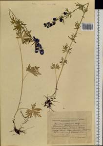 Aconitum glandulosum Rapaics, Siberia, Altai & Sayany Mountains (S2) (Russia)