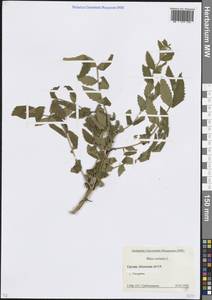 Rhus coriaria L., Caucasus, Abkhazia (K4a) (Abkhazia)