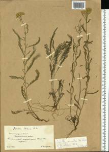 Achillea ×submicrantha Tzvelev, Eastern Europe, Lower Volga region (E9) (Russia)