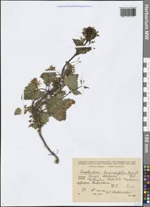 Scrophularia chrysantha Jaub. & Spach, Caucasus, Georgia (K4) (Georgia)