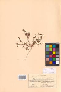 Polygonum arenastrum subsp. calcatum (Lindm.) Wissk., Siberia, Russian Far East (S6) (Russia)