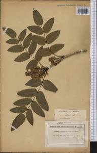 Mahonia aquifolium (Pursh) Nutt., America (AMER) (Not classified)