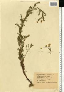 Tripleurospermum inodorum (L.) Sch.-Bip, Eastern Europe, Central region (E4) (Russia)