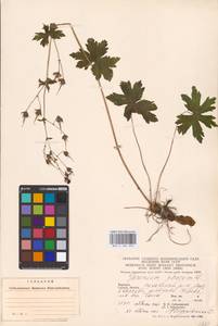 Geranium phaeum L., Eastern Europe, West Ukrainian region (E13) (Ukraine)