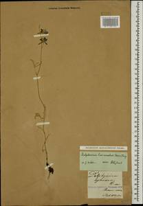 Delphinium cyphoplectrum, Caucasus, Armenia (K5) (Armenia)