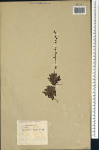 Agrimonia eupatoria L., Caucasus, Azerbaijan (K6) (Azerbaijan)
