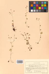 Saxifraga sibirica L., Siberia, Russian Far East (S6) (Russia)