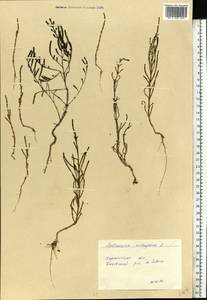 Salicornia europaea (Moss) Lambinon & Vanderp., Eastern Europe, South Ukrainian region (E12) (Ukraine)