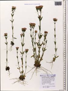 Centaurium pulchellum subsp. pulchellum, Caucasus, Stavropol Krai, Karachay-Cherkessia & Kabardino-Balkaria (K1b) (Russia)