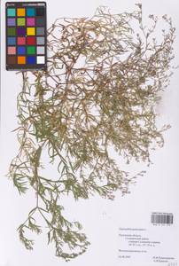 Gypsophila paniculata L., Eastern Europe, Central region (E4) (Russia)