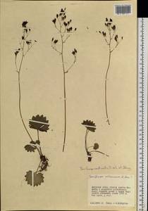 Micranthes nelsoniana subsp. aestivalis (Fisch. & C. A. Mey.) Elven & D. F. Murray, Siberia, Russian Far East (S6) (Russia)