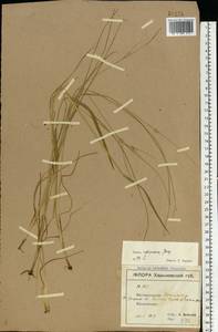 Juncus compressus Jacq., Eastern Europe, North Ukrainian region (E11) (Ukraine)