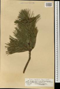Pinus sylvestris var. mongolica Litv., Mongolia (MONG) (Mongolia)