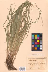 Carex elongata L., Eastern Europe, North-Western region (E2) (Russia)