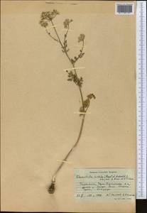 Scaligeria hirtula (Regel & Schmalh.) Lipsky ex Korovin, Middle Asia, Pamir & Pamiro-Alai (M2) (Tajikistan)
