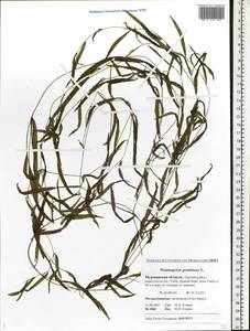 Potamogeton gramineus L., Eastern Europe, Northern region (E1) (Russia)