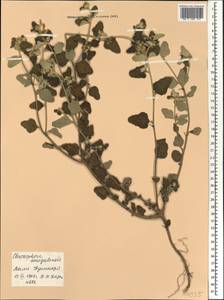 Chrozophora senegalensis (Lam.) A.Juss. ex Spreng., Africa (AFR) (Mali)