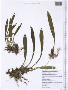 Liparis averyanoviana Szlach., South Asia, South Asia (Asia outside ex-Soviet states and Mongolia) (ASIA) (China)