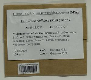 Lescuraea radicosa (Mitt.) Mönk., Bryophytes, Bryophytes - Karelia, Leningrad & Murmansk Oblasts (B4) (Russia)