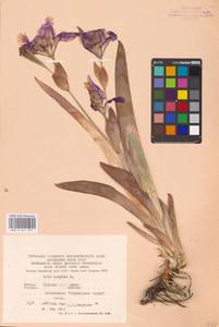 Iris aphylla L., Eastern Europe, Central forest-and-steppe region (E6) (Russia)