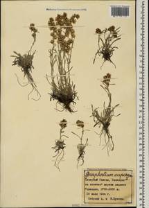 Omalotheca supina (L.) Cass., Caucasus, Stavropol Krai, Karachay-Cherkessia & Kabardino-Balkaria (K1b) (Russia)