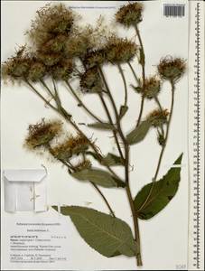 Inula helenium L., Crimea (KRYM) (Russia)