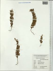 Tmesipteris vieillardii Dangeard, Australia & Oceania (AUSTR) (New Caledonia)