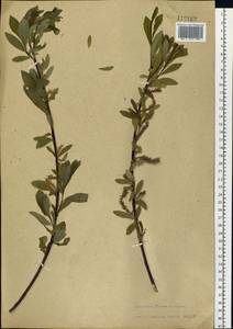 Salix rhamnifolia subsp. rhamnifolia, Siberia, Baikal & Transbaikal region (S4) (Russia)