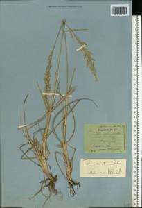 Festuca arundinacea Schreb. , nom. cons., Eastern Europe, South Ukrainian region (E12) (Ukraine)