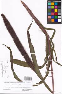Cenchrus americanus (L.) Morrone, Eastern Europe, Moscow region (E4a) (Russia)