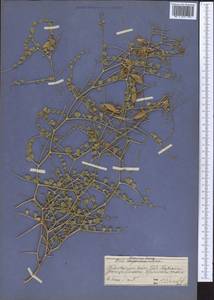 Cicer flexuosum Lipsky, Middle Asia, Western Tian Shan & Karatau (M3) (Kazakhstan)