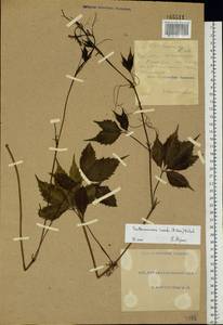 Parthenocissus inserta (A. Kern.) Fritsch, Eastern Europe, South Ukrainian region (E12) (Ukraine)