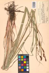 Carex acutiformis Ehrh., Eastern Europe, Moscow region (E4a) (Russia)
