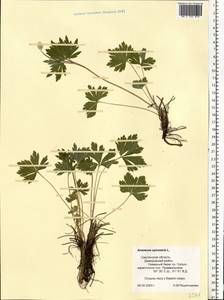 Anemone sylvestris, Eastern Europe, Western region (E3) (Russia)